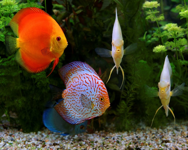 Assorted Discus ~ 7.5cm SPECIAL OFFER